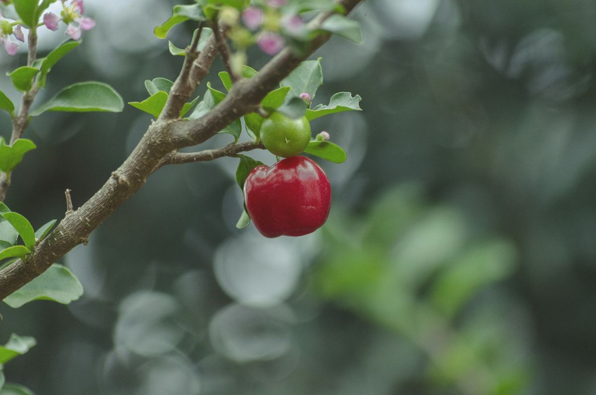 Fruit d'acérola rouge suspendu à une branche
