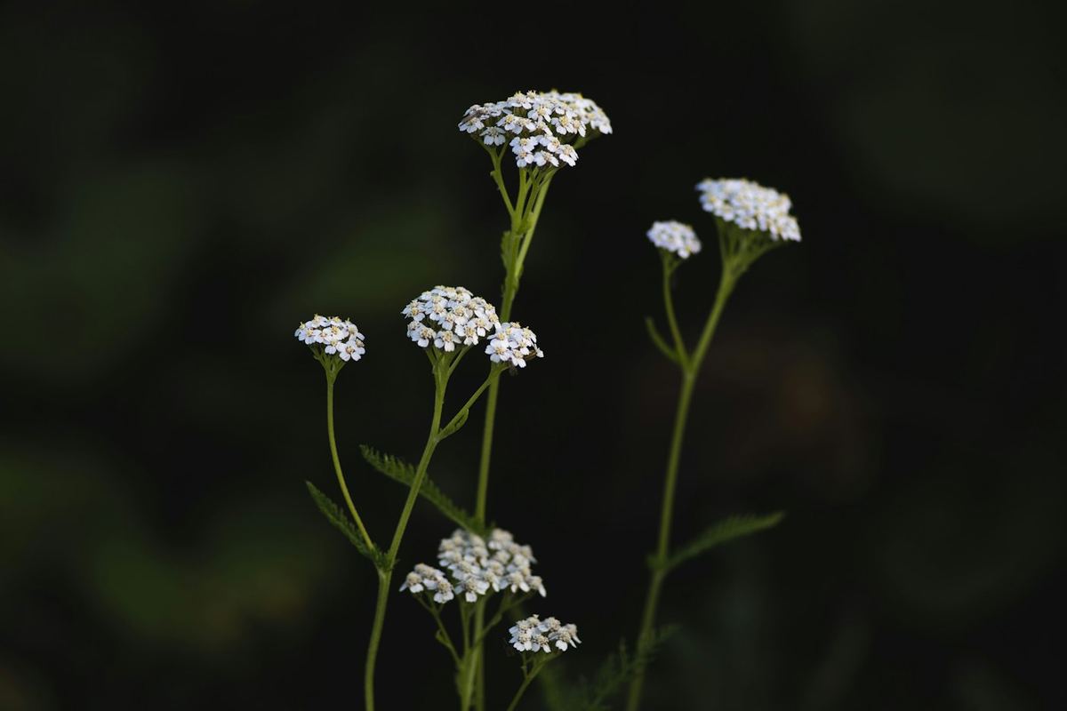 Ombelles blanches d'achillée millefeuille sur fond sombre